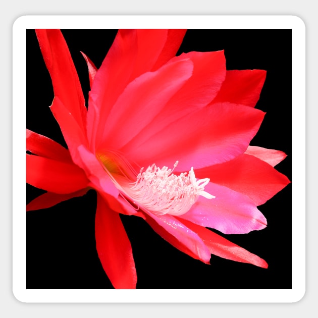 Red cactus flower isolated on black Sticker by brians101